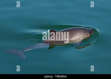 common harbor porpoise, harbour porpoise, common porpoise, puffing pig (Phocoena phocoena), swimming at the water surface, Netherlands, Oosterschelde National Park Stock Photo