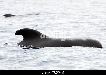 short-finned pilot whale, pothead whale, shortfin pilot whale, Pacific pilot whale, blackfish (Globicephala macrorhynchus), swimming at the water surface, Azores Stock Photo