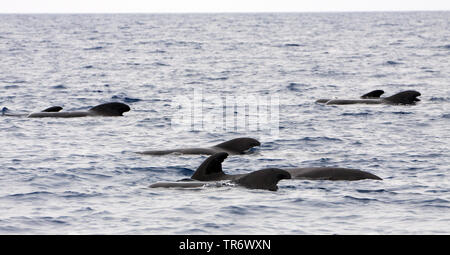 short-finned pilot whale, pothead whale, shortfin pilot whale, Pacific pilot whale, blackfish (Globicephala macrorhynchus), swimming school at the water surface, Azores Stock Photo