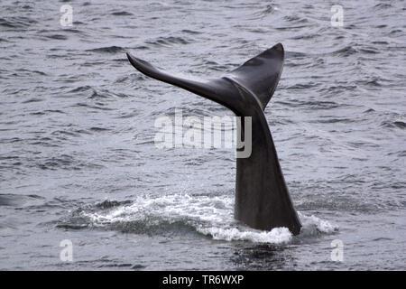 southern right whale (Eubalaena australis, Balaena glacialis australis), showing the fluke when descending, South Africa Stock Photo