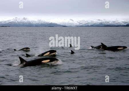 orca, great killer whale, grampus (Orcinus orca), swimming orcas, Norway Stock Photo
