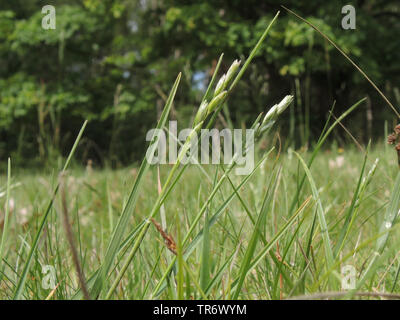 heath-grass (Danthonia decumbens), in a meadow, Germany, North Rhine-Westphalia Stock Photo