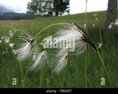 broad-leaved cotton-grass (Eriophorum latifolium), fruiting, Germany, Bavaria Stock Photo