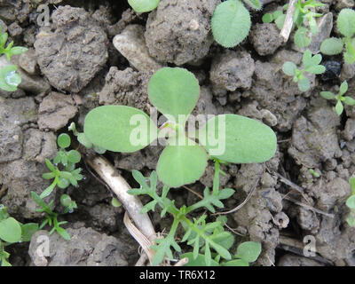 sun spurge, wartweed, summer spurge (Euphorbia helioscopia), seedling, Germany, North Rhine-Westphalia Stock Photo