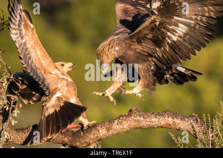 Spanish imperial eagle, Iberian imperial eagle, Adalbert's eagle (Aquila adalberti), fighting young eagles, Spain Stock Photo