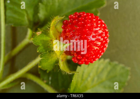 Indian strawberry, false strawberry, Indian mock-strawberry (Duchesnea indica), mature fruit, Germany, Bavaria Stock Photo