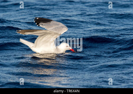 Audouin's gull (Larus audouinii, Ichthyaetus audouinii), Spain, Balearic Islands, Ibiza Stock Photo