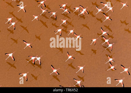 greater flamingo (Phoenicopterus roseus, Phoenicopterus ruber roseus), greater flamingos in flight over salines, Spain, Cadiz Stock Photo