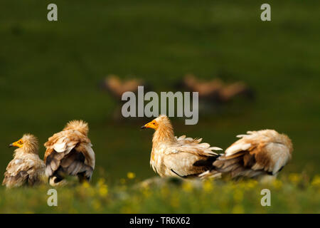 Egyptian vulture (Neophron percnopterus), troop perching on the ground, Spain, Alcudia valley Natural park Stock Photo
