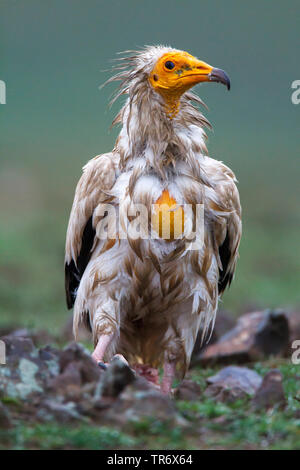 Egyptian vulture (Neophron percnopterus), juvenile Egyptian vulture perching on the ground, Spain, Alcudia valley Natural park Stock Photo