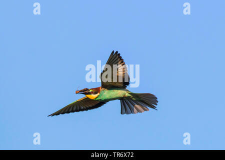 European bee eater (Merops apiaster), flying with moth in the bill, Germany, Bavaria Stock Photo