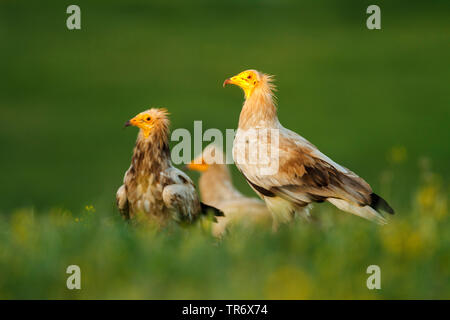 Egyptian vulture (Neophron percnopterus), troop perching on the ground, Spain, Alcudia valley Natural park Stock Photo