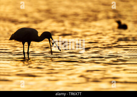 white spoonbill (Platalea leucorodia), catching a crab in shallow water in the evening, Spain Stock Photo