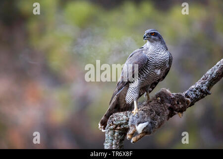 northern goshawk (Accipiter gentilis), with preyed wild rabbit on a branch, Spain Stock Photo