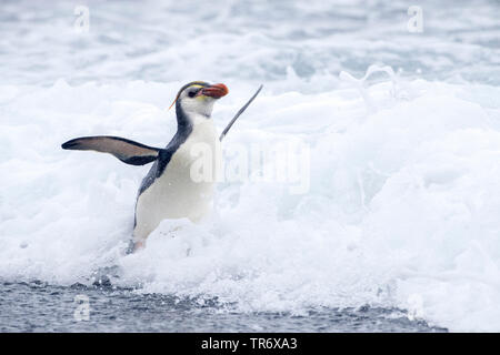 royal penguin (Eudyptes schlegeli), coming out of the sea, Australia, Macquarie Island Stock Photo