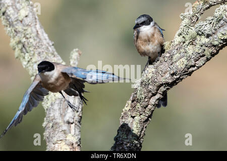 Iberian azure-winged magpie (Cyanopica cooki), perching on a branch, Spain, Extremadura