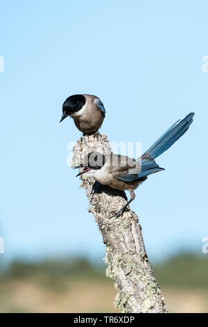 Iberian azure-winged magpie (Cyanopica cooki), two azure-winged magpies perching on a branch, Spain, Extremadura