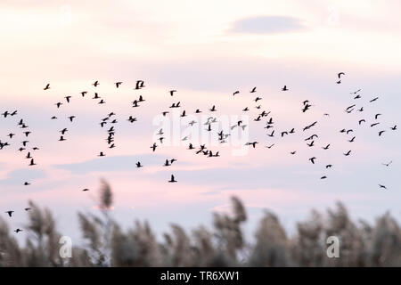 pygmy cormorant (Phalacrocorax pygmeus, Microcarbo pygmaeus), flock at the Bulgarian coast during autumn migration, Bulgaria, Durankulak lake Stock Photo