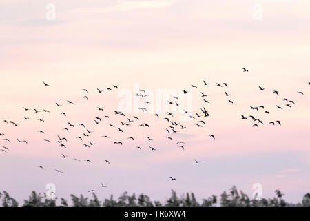 pygmy cormorant (Phalacrocorax pygmeus, Microcarbo pygmaeus), flock at the Bulgarian coast during autumn migration, Bulgaria, Durankulak lake Stock Photo