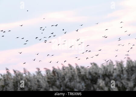 pygmy cormorant (Phalacrocorax pygmeus, Microcarbo pygmaeus), flock at the Bulgarian coast during autumn migration, Bulgaria, Durankulak lake Stock Photo