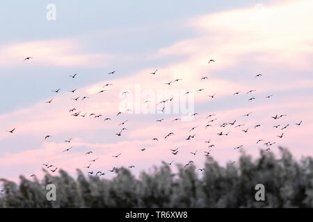 pygmy cormorant (Phalacrocorax pygmeus, Microcarbo pygmaeus), flock at the Bulgarian coast during autumn migration, Bulgaria, Durankulak lake Stock Photo