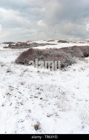 snow-covered landscape at Hollands Duin in winter, Netherlands, South Holland, Hollandse Duinen National Park, Katwijk aan Zee Stock Photo