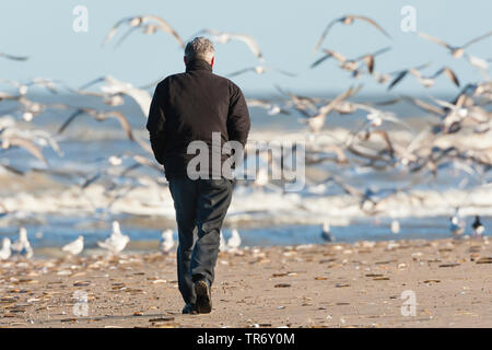 herring gull (Larus argentatus), walking man and flock of gulls on the beach, Netherlands, South Holland, Katwijk aan Zee Stock Photo