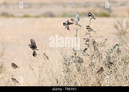 Spanish sparrow (Passer hispaniolensis), group, Israel, Negev, Eilat Stock Photo