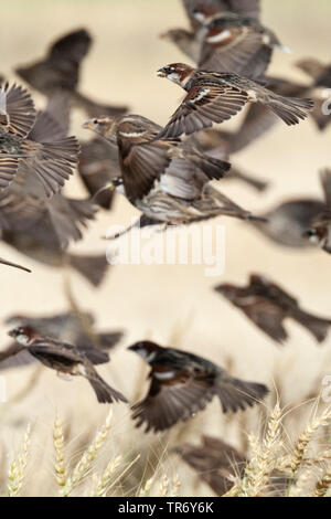 Spanish sparrow (Passer hispaniolensis), flying flock, Israel, Negev, Eilat Stock Photo