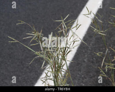 Thatching grass, Thatch grass,  Coolatai grass (Hyparrhenia hirta, Andropogon hirtus), blooming at a roadside, Spain, Balearic Islands, Majorca Stock Photo