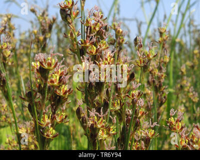 black grass rush, black-grass rush, salt-marsh rush (Juncus gerardii), blooming, Germany, Schleswig-Holstein, Northern Frisia Stock Photo