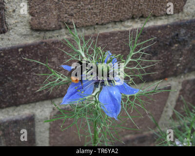 devil-in-the-bush, love-in-a-mist (Nigella damascena), blooming in a garden, with red-tailed bumble bee Stock Photo