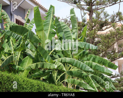 common banana (Musa paradisiaca var. sapientum), banana plant in a front garden, Spain, Balearic Islands, Majorca Stock Photo