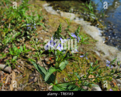 water speedwell, blue water-speedwell, brook-pimpernell (Veronica anagallis-aquatica), blooming, Germany, Baden-Wuerttemberg Stock Photo