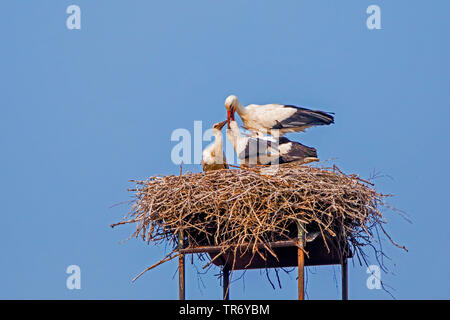 white stork (Ciconia ciconia), young birds are fed in the stork's nest, Germany, Bavaria Stock Photo
