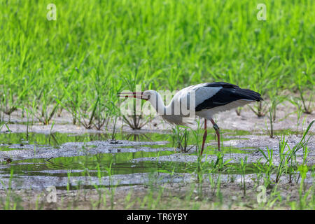 white stork (Ciconia ciconia), standing in shallow water and drinking, Germany, Bavaria, Isental Stock Photo
