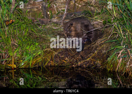 Eurasian beaver, European beaver (Castor fiber), young beaver preening itself on the riverbank, Germany, Bavaria Stock Photo