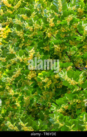 large-leaved lime, lime tree (Tilia platyphyllos), blooming, Germany, Bavaria Stock Photo