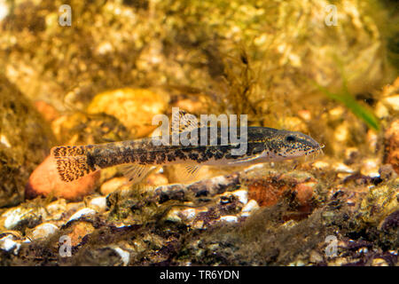 stone loach (Noemacheilus barbulatus, Barbatula barbatula, Nemacheilus barbatulus), swimming Stock Photo