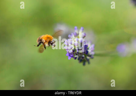 Tree Bumblebee, New Garden Bumblebee (Bombus hypnorum, Psithyrus hypnorum), nearing in flight a lavender blossom, Germany, Bavaria Stock Photo