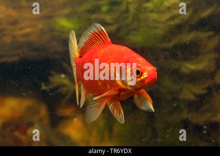 gibel carp, Prussian carp, German carp, Crucian carp (Carassius auratus gibelio), red colour morph, goldfish, Germany Stock Photo