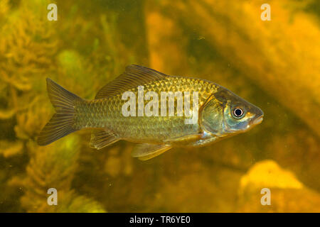 gibel carp, Prussian carp, German carp, Crucian carp (Carassius auratus gibelio), swimming, Germany Stock Photo