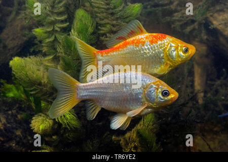 gibel carp, Prussian carp, German carp, Crucian carp (Carassius auratus gibelio), yellow colour morph, goldfish, Germany Stock Photo