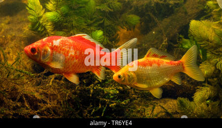 gibel carp, Prussian carp, German carp, Crucian carp (Carassius auratus gibelio), red and yellow colour morph, goldfish, Germany Stock Photo