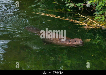 Eurasian beaver, European beaver (Castor fiber), swimming in river Dorfen, Germany, Bavaria Stock Photo