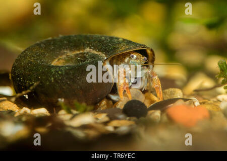 Stone crayfish, Torrent crayfish (Astacus torrentium, Austropotamobius torrentium, Potamobius torrentium, Astacus saxatilis), in a ramshorn snail shell, Germany Stock Photo