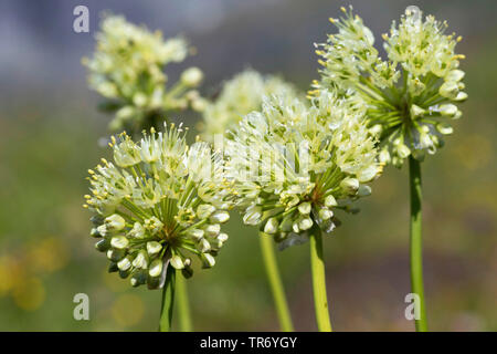 Long-rooted garlic, Victory Onion (Allium victorialis), inflorescences, Germany Stock Photo