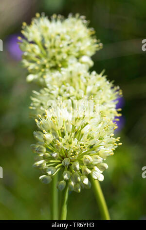 Long-rooted garlic, Victory Onion (Allium victorialis), inflorescences, Germany Stock Photo