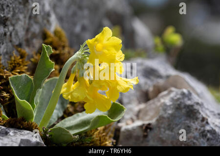 Dusty Miller, Garden Auricula (Primula auricula), blooming, Austria Stock Photo