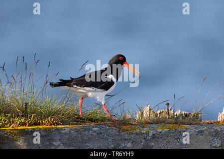 palaearctic oystercatcher (Haematopus ostralegus), walking over a wall, Sweden Stock Photo